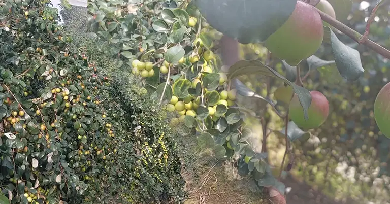 ঝালকাঠিতে কুল চাষ